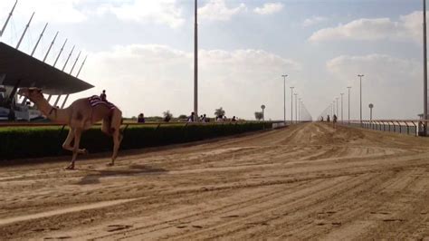 But there will be a huge rush. Camel Racing in Dubai - YouTube