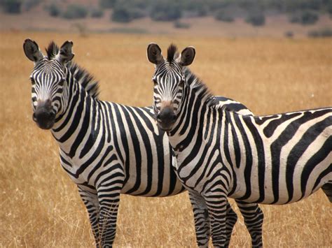 Two Cute Zebras Animal Wallpaper Hd