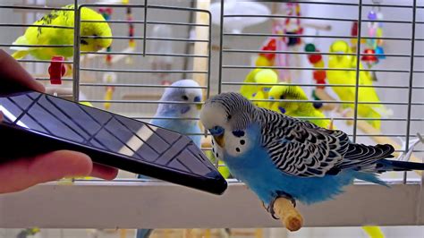 Budgies Listening Budgie Sounds Youtube