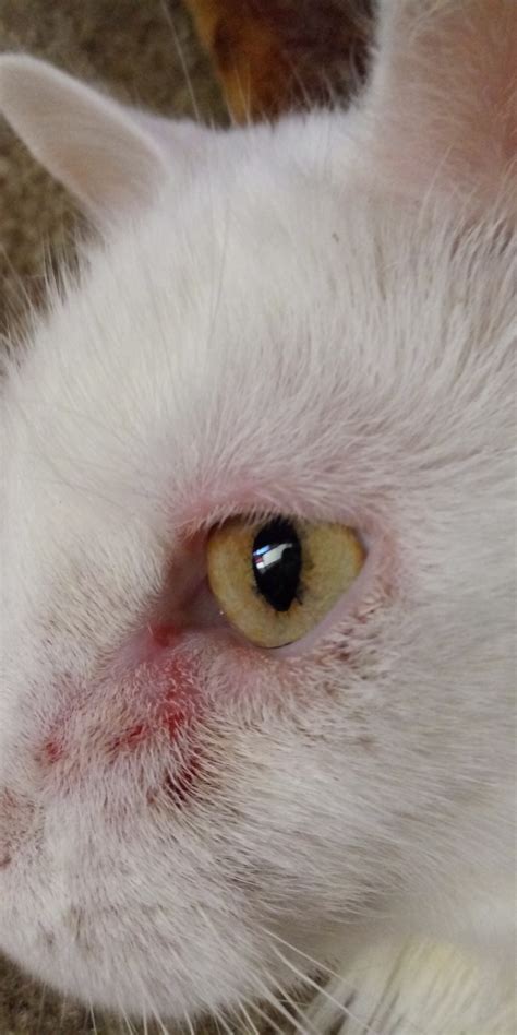 Cat Eye Issues Thecatsite