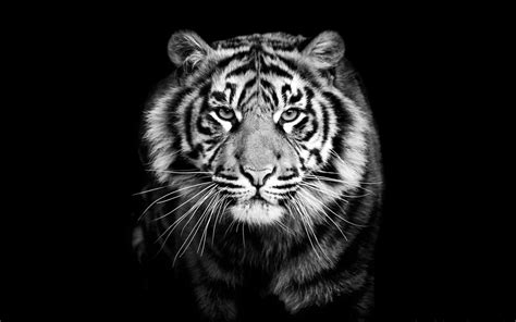 Black And White Image Of A Tiger The Meta Pictures