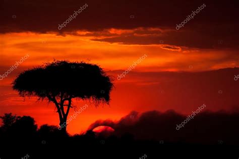 Sunset At Savanna — Stock Photo © 2630ben 56612099