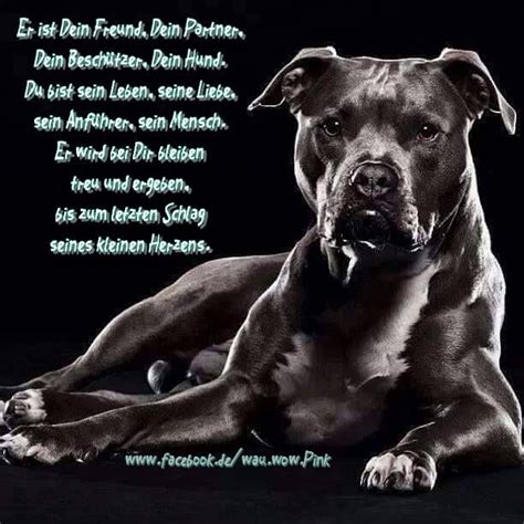 Gib dem menschen einen hund und seine seele wird gesund lustige hundesprüche, inspirierende zitate, diy und mehr rund um den hund findest du bei edogs.de! Er ist Dein #Freund, Dein Partner, Dein #Beschützer, Dein ...