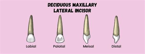 Deciduous Maxillary Lateral Incisor Dental Education Hub