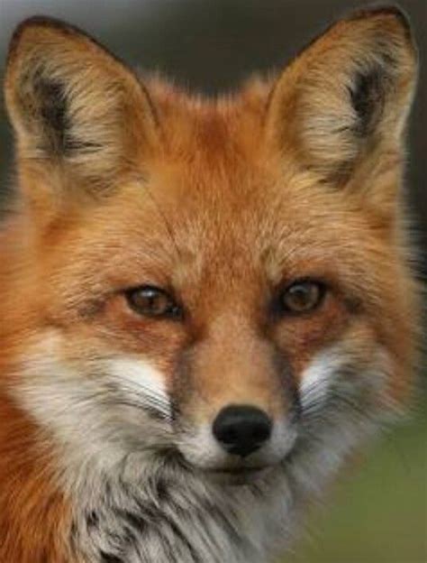 Fox Face Fox Face Paint Animals And Pets Cute Animals Fox Pictures