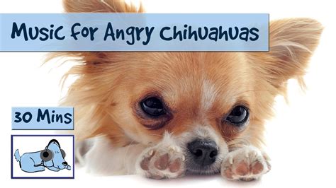 Calming an angry person requires a lot of patience. Music for Angry Chihuahuas! Relax Your Dog. - YouTube