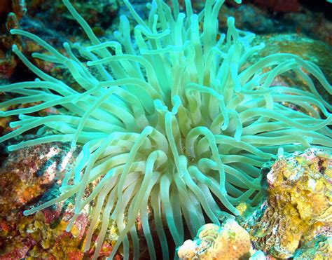 Giant Green Sea Anemone Photograph By Amy Mcdaniel