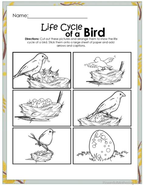 Life Cycle Of A Bird For Kids Danilo Guinn