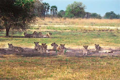 Get Zesty In Zambia Leisure Wheels