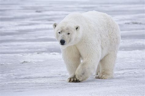Beruang Kutub Karnivora Terbesar Dan Paling Berbahaya Fauna Gue