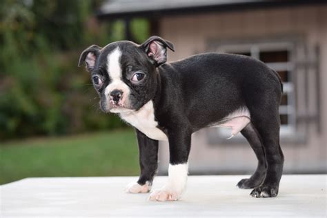 Boston terrier puppy first training session. AKC Registered Boston Terrier Puppy For Sale Male Tucker ...
