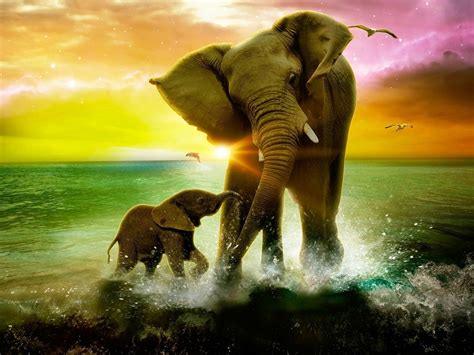 Free Download Cool Elephant Wallpapers Top Free Cool Elephant