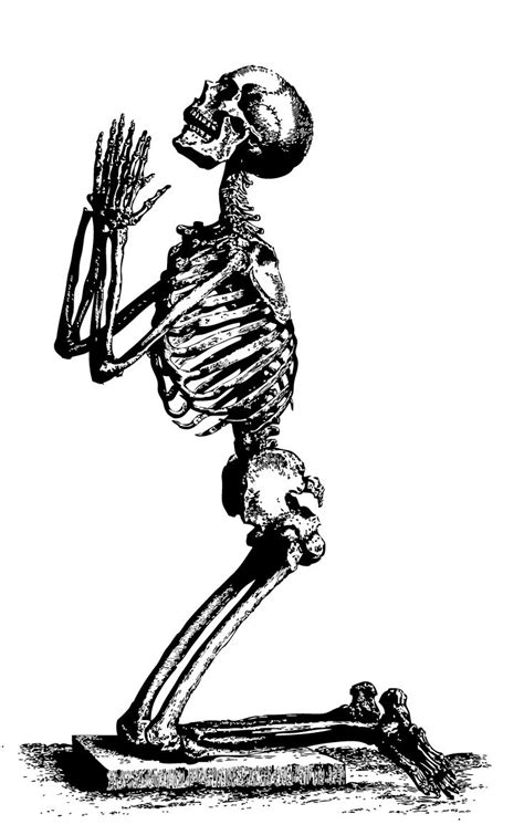 Pin By Melania Grzesik On Skulls N Bones Skeleton Drawings Human