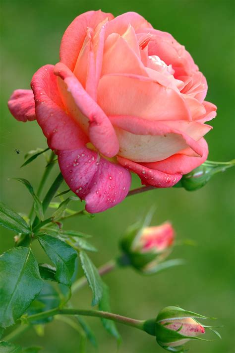 Rose Pink Love Free Photo On Pixabay Pixabay