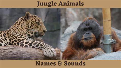 Jungle Animals Sounds And Names For Children To Learn Jungle Animals