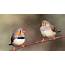 Zebra Finches Sing To Eggs Prepare Babies For Global Warming  The Verge