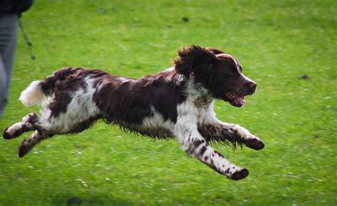Welsh Springer Spaniel Information - Dog Breeds at thepetowners