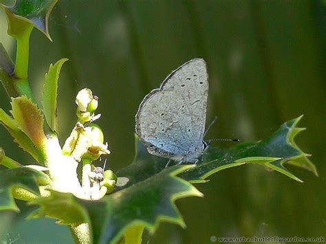 Holly Blue Butterfly Celastrina Argiolus Urban Butterfly Garden