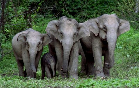 Chinas Effort To Conserve Asian Elephants Pays Off Cgtn