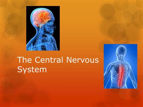 Ppt The Central Nervous System Chp 9 Powerpoint Presentation Free 8b6