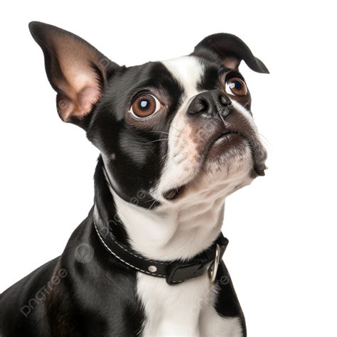 Curious Companions Cavalier King Boston Terrier On White Background
