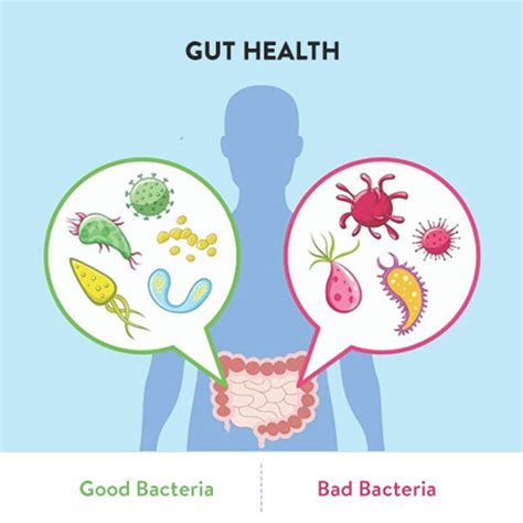 How To Starve Bad Gut Bacteria Lifezen
