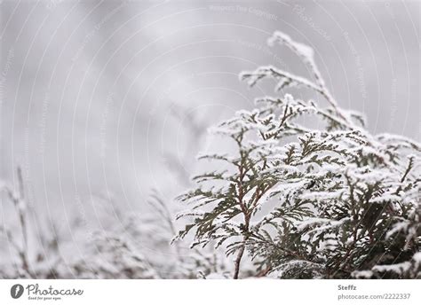 A Hedge In Winter Fog Snow A Royalty Free Stock Photo From Photocase