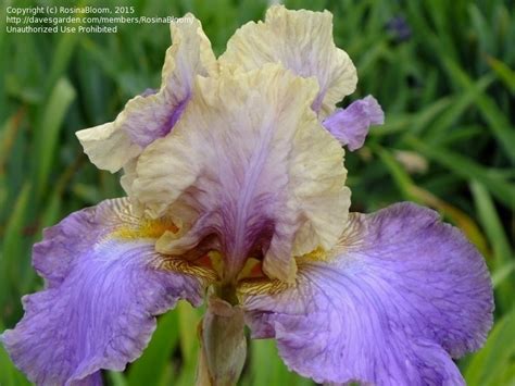 Plantfiles Pictures Tall Bearded Iris Kevins Theme Iris By Tntigger