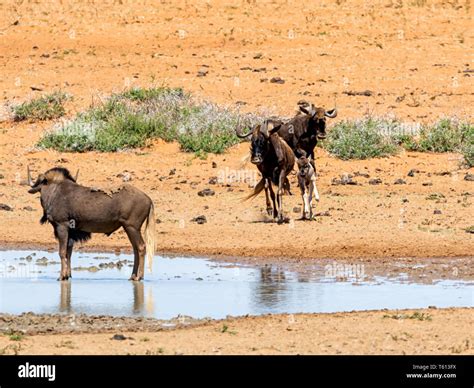 Black Wildebeest By A Watering Hole In Southern African Savanna Stock
