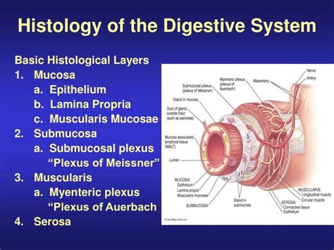 Digestive System Lecture Histology Youtube Gambaran