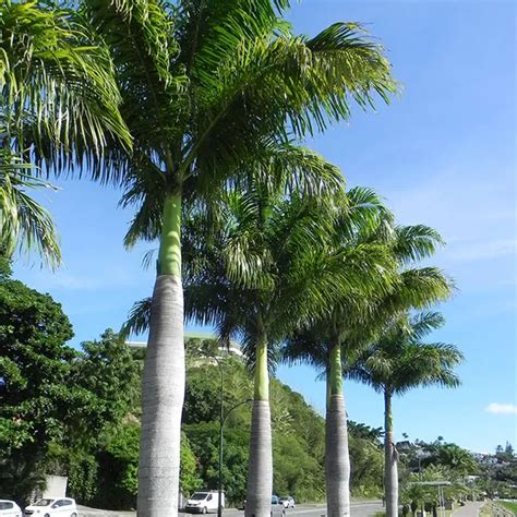 Top 10 Most Popular Florida Palm Trees With Pictures Palm Trees