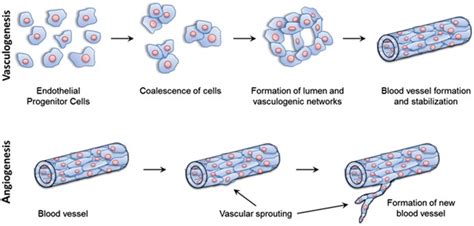 2 New Blood Vessel Formation Occurs Via Vasculogenesis And