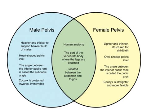 Difference Between Male And Female Pelvis Whyunlikecom