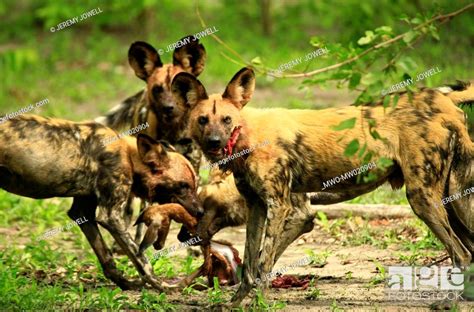 African Wild Dogs Africas Second Most Endangered Species Eating A