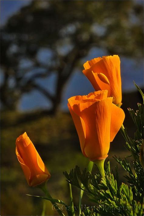 Poppies And Oak Big Sur Plant And Nature Photos Gary Harts Eloquent