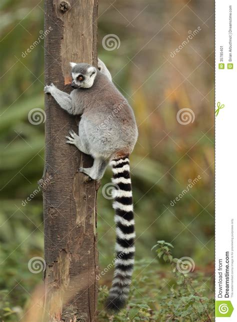 Ring Tail Lemur Stock Image Image Of Lemur Ringtail 35785401