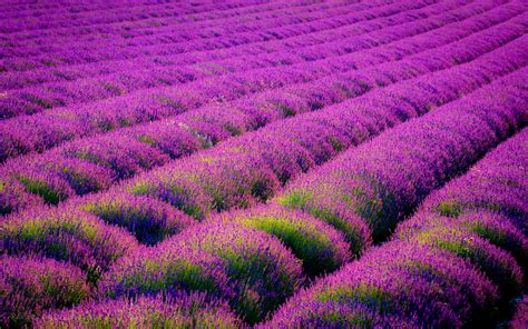 Purple Flower Wallpapers Hd Airwallpapercom