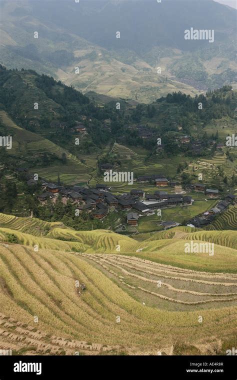 Longsheng Terraced Ricefields Guilin Guangxi Province China Asia