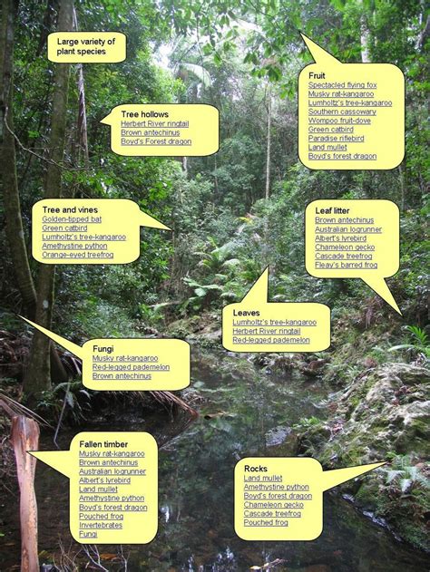 Habitat Features For Examples Of Rainforest Wildlife Download