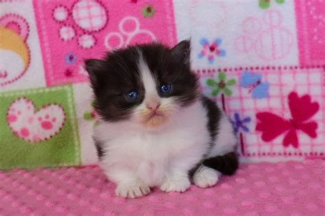 Check spelling or type a new query. Munchkin Kittens for Sale | Buy Munchkin Cat Near Me in ...