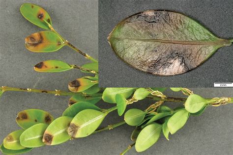 3 Tell Tale Signs Of Boxwood Blight Finegardening