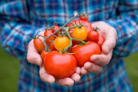 Best Tomatoes To Grow Bbc Gardeners World Magazine