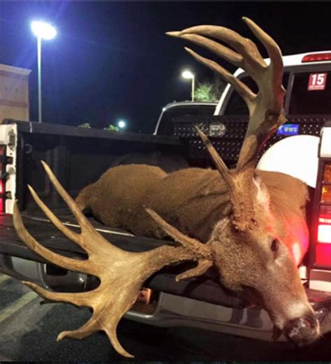 Monster Buck Hit Killed But Will Make Your Eyes Pop