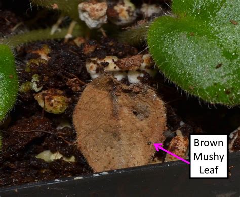 African violet leaves curling and limp. Why Are My African Violet Leaves Soft, Limp or Mushy ...