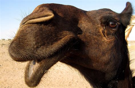 La Leyenda Del Camello Que Llora Antropología Mongola 5 Septiembre