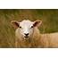Sheep Gene Study May Help Breed Healthier Animals