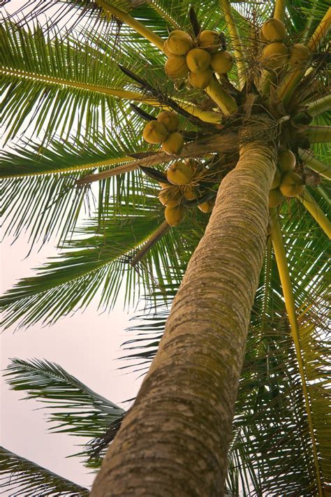 Tree coconut trees nature christmas landscape winter beach sky leaves green blue high. Free Coconut Tree looking up Stock Photo - FreeImages.com