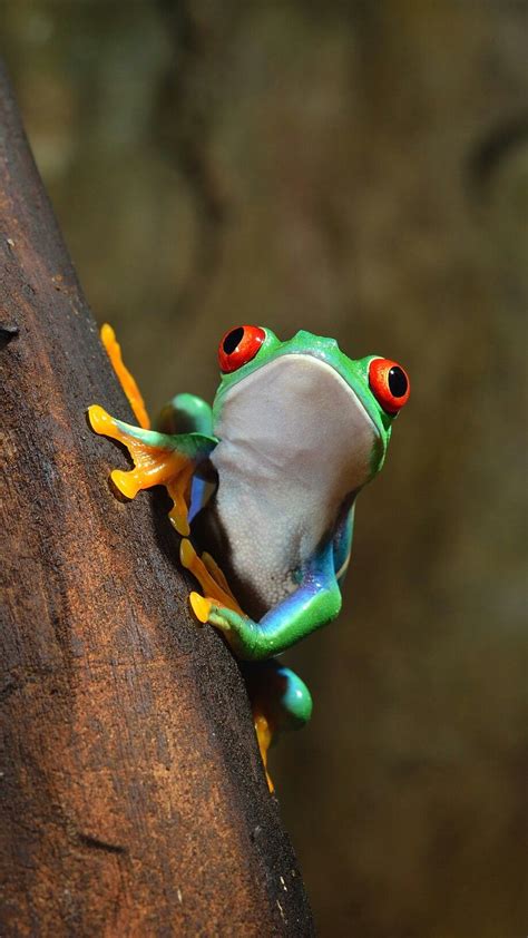 Check spelling or type a new query. Green frog | Frog wallpaper, Animal pictures, Cute animals