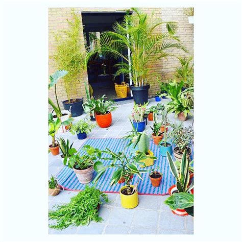Many Potted Plants On A Blue And White Mat In Front Of A Brick Building