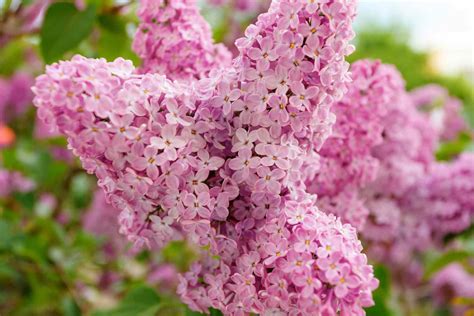 Best Shrubs With Pink Or Magenta Flowers